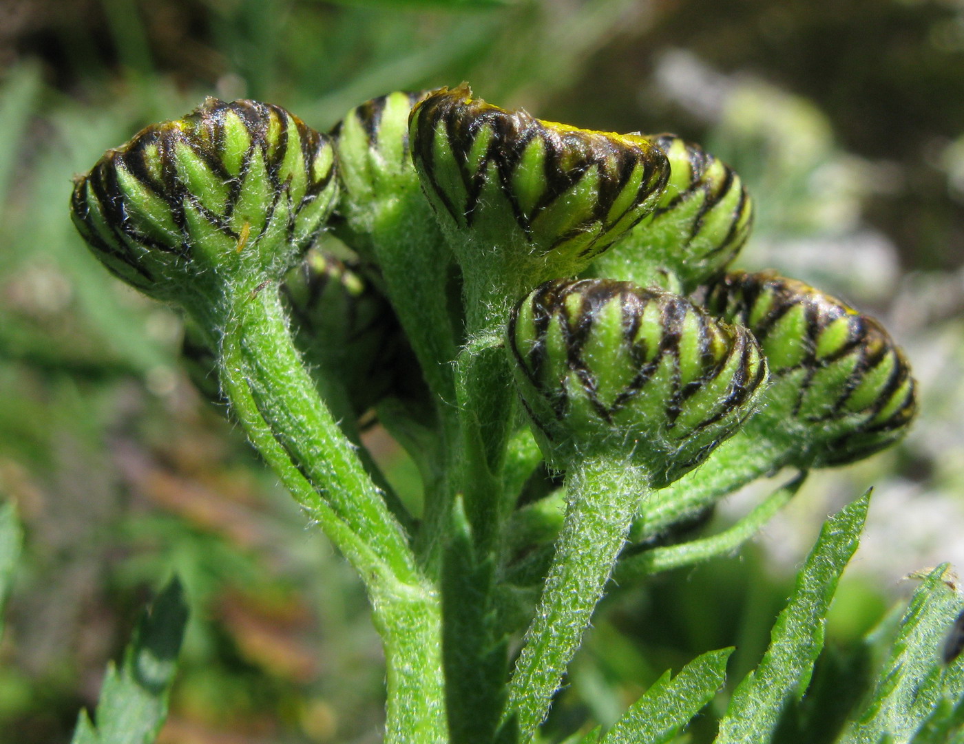 Image of Tanacetum boreale specimen.