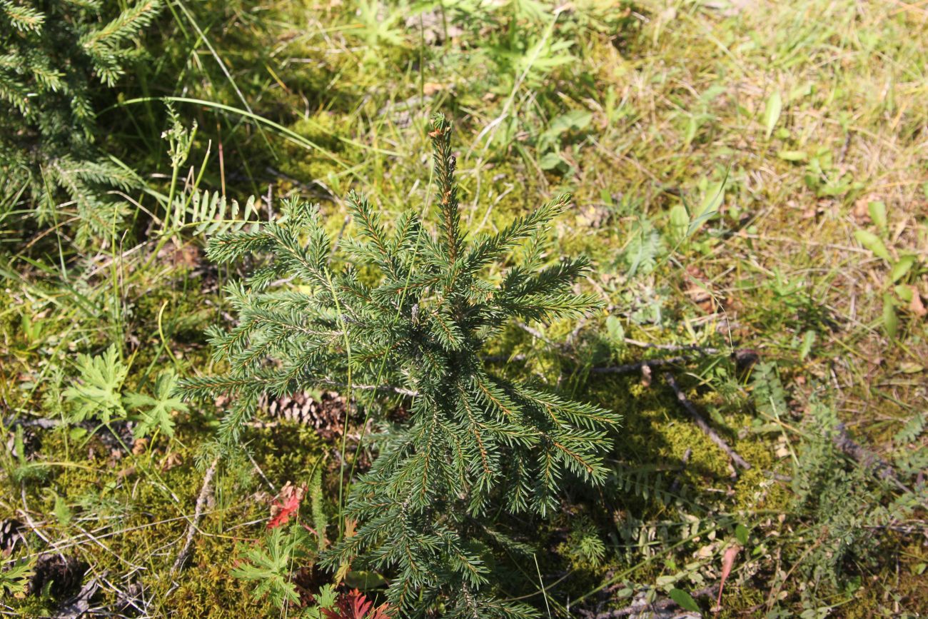 Изображение особи Picea obovata.