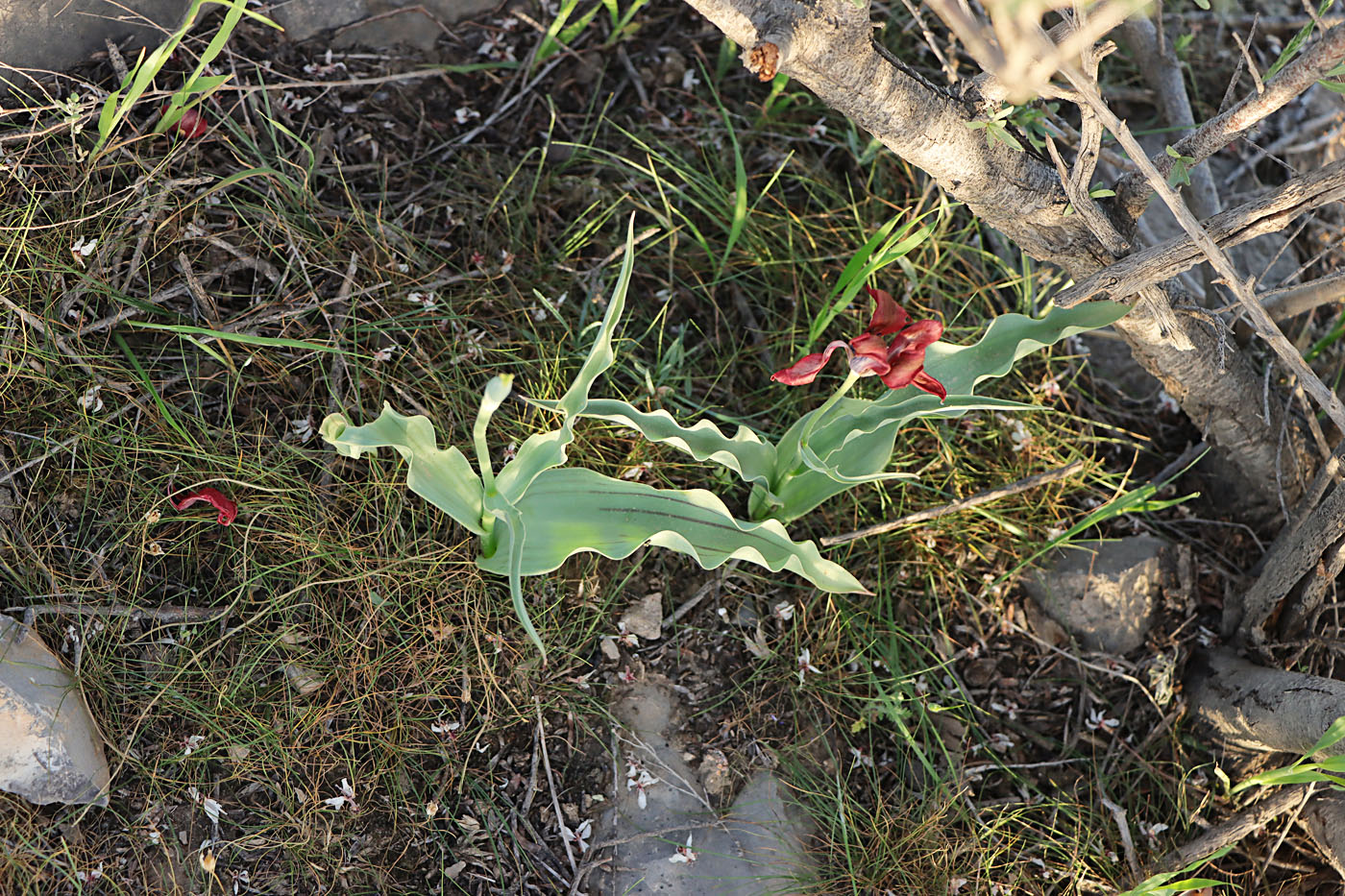 Image of Tulipa micheliana specimen.