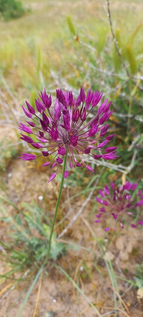 Image of Allium longiradiatum specimen.