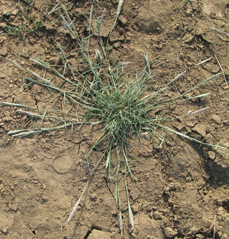 Image of Crypsis alopecuroides specimen.