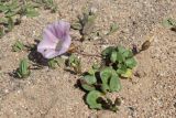 Calystegia soldanella. Цветущее растение. Крым, Севастополь, мкр. Любимовка, пляж. 02.06.2022.