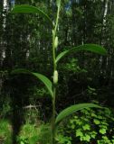 Polygonatum humile