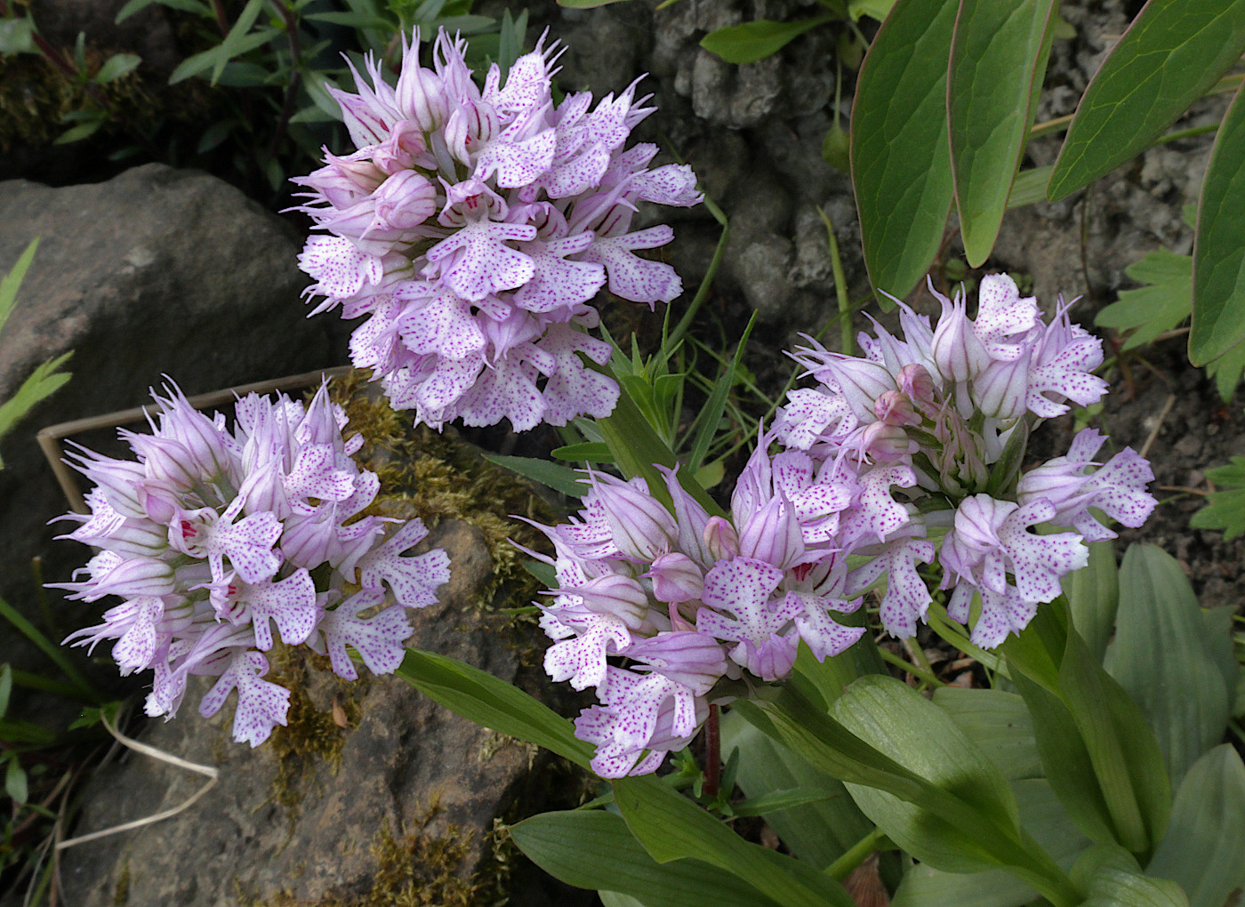 Image of Neotinea tridentata specimen.