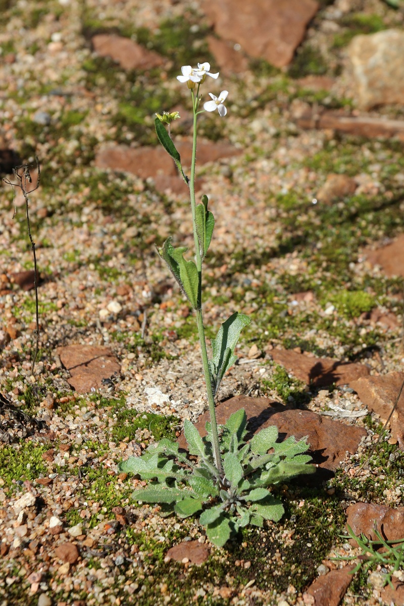 Изображение особи Arabidopsis arenosa.