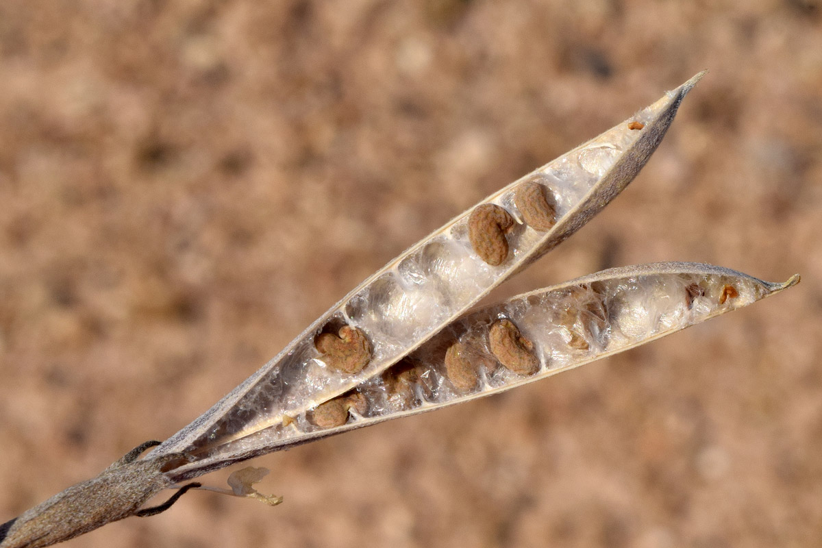 Image of Chesneya ternata specimen.