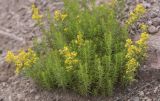 Galium anfractum. Цветущее растение. Кабардино-Балкария, Зольский р-н, левый борт долины р. Малка напротив ур. Джилы-су, ок. 2400 м н.у.м., щебнистый склон с выходами скал. 12.07.2022.