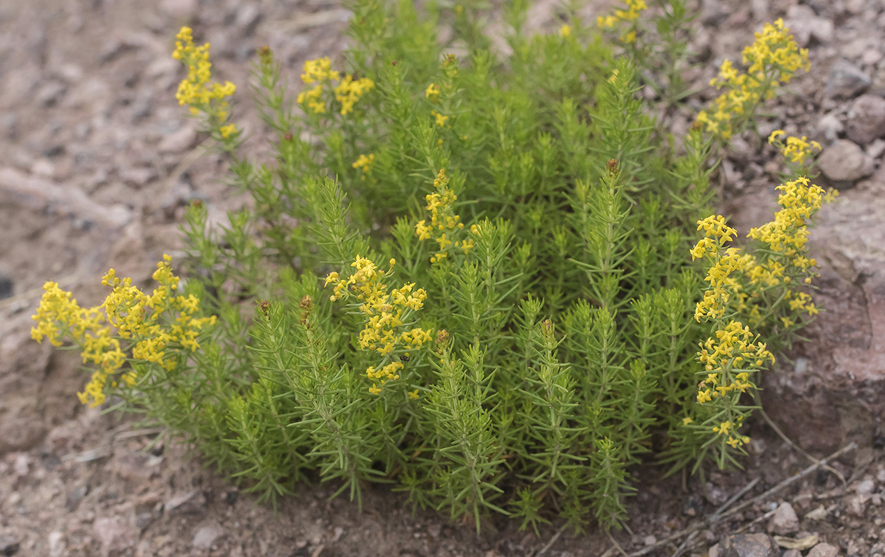 Image of Galium anfractum specimen.