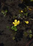 Ranunculus repens. Цветок и лист. Республика Ингушетия, Джейрахский р-н, окр. ур. Таргим, правый берег р. Асса, 150 м от башен Таргим, старица с чистой водой. 21 июня 2022 г.