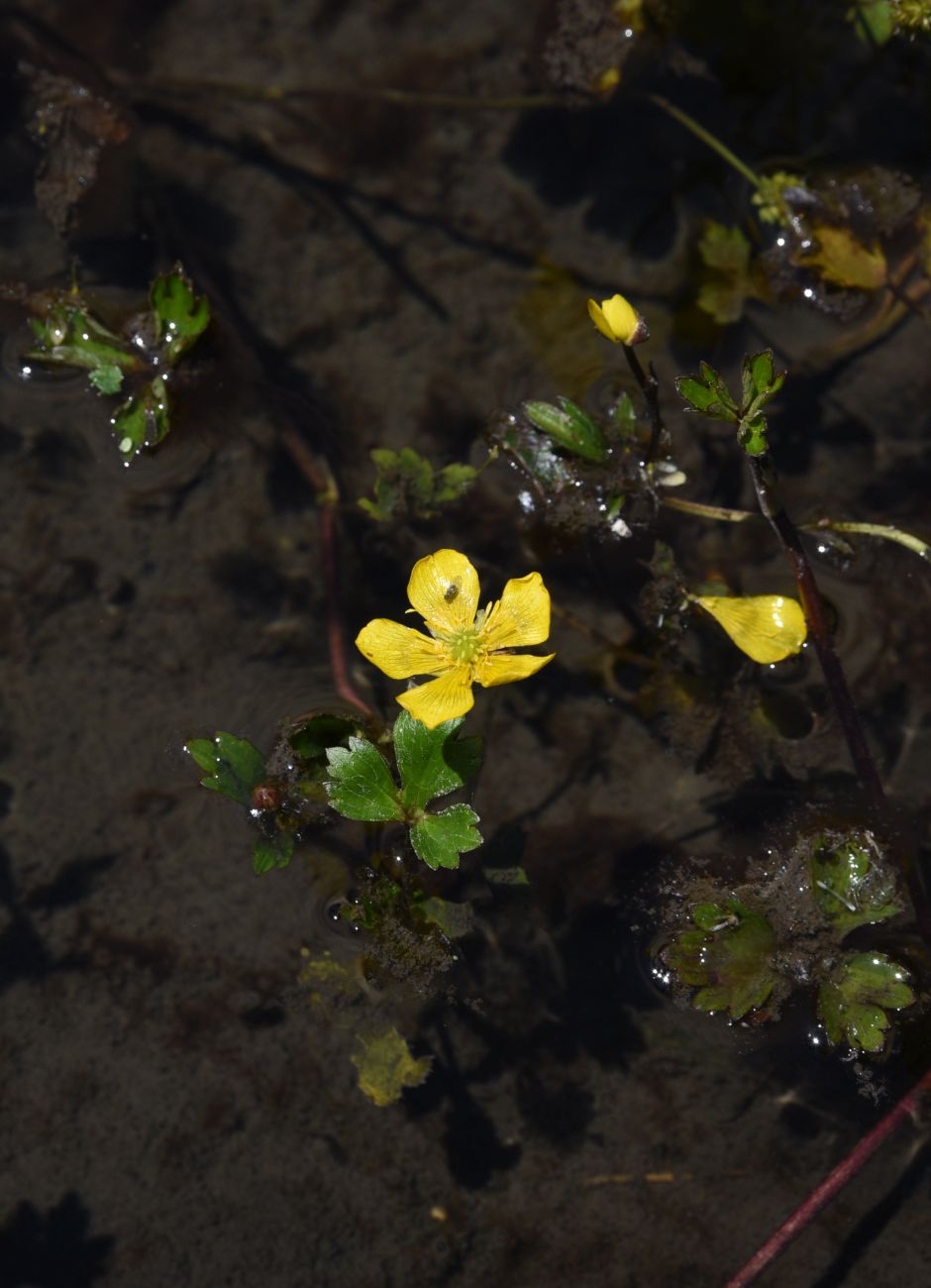 Изображение особи Ranunculus repens.