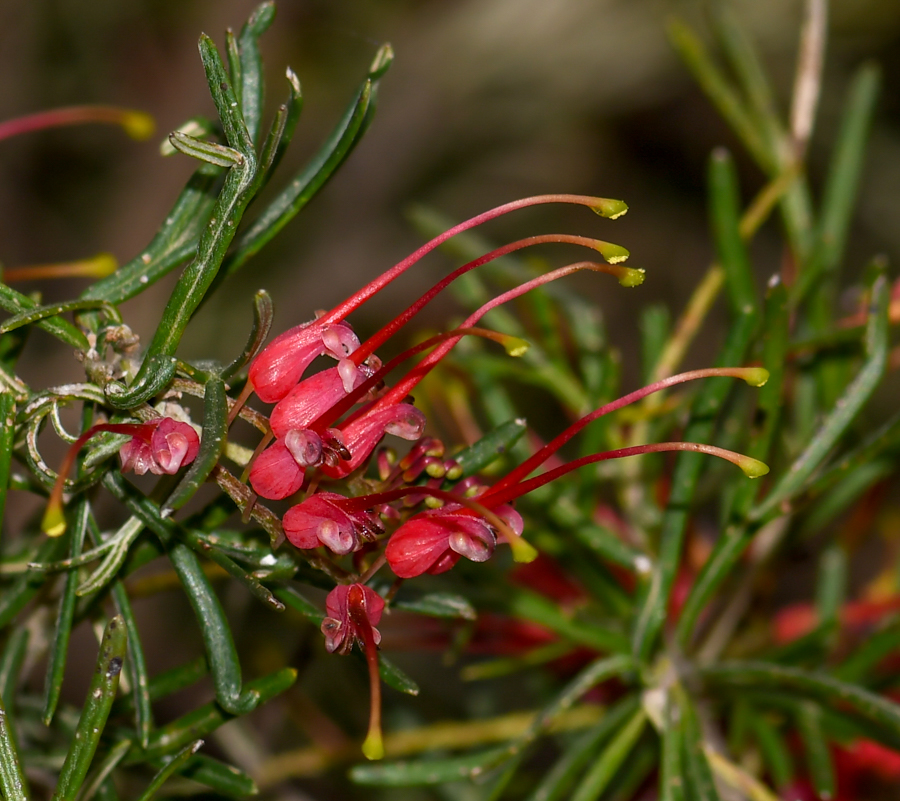 Изображение особи Grevillea pinaster.