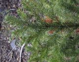 Picea obovata