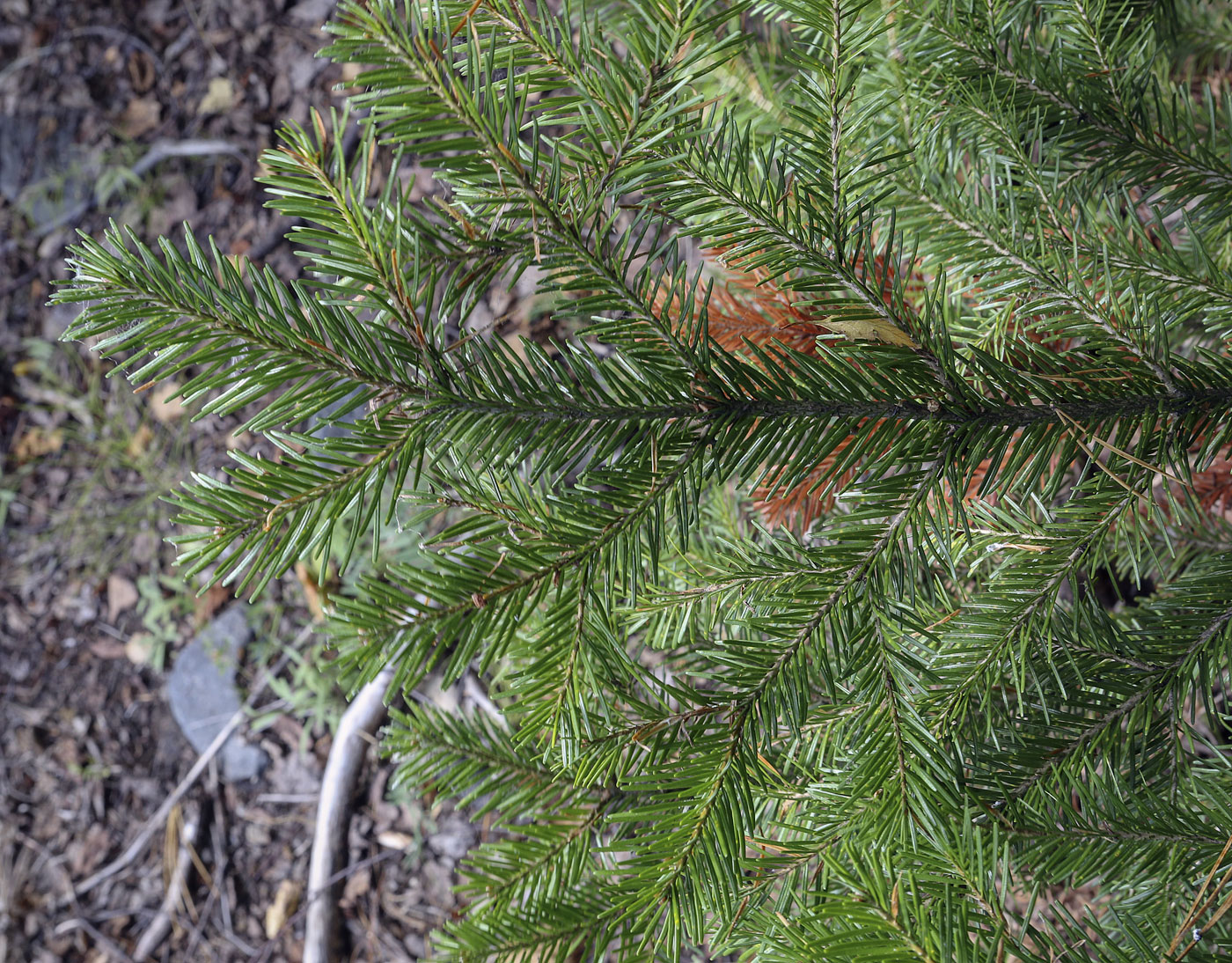 Изображение особи Picea obovata.