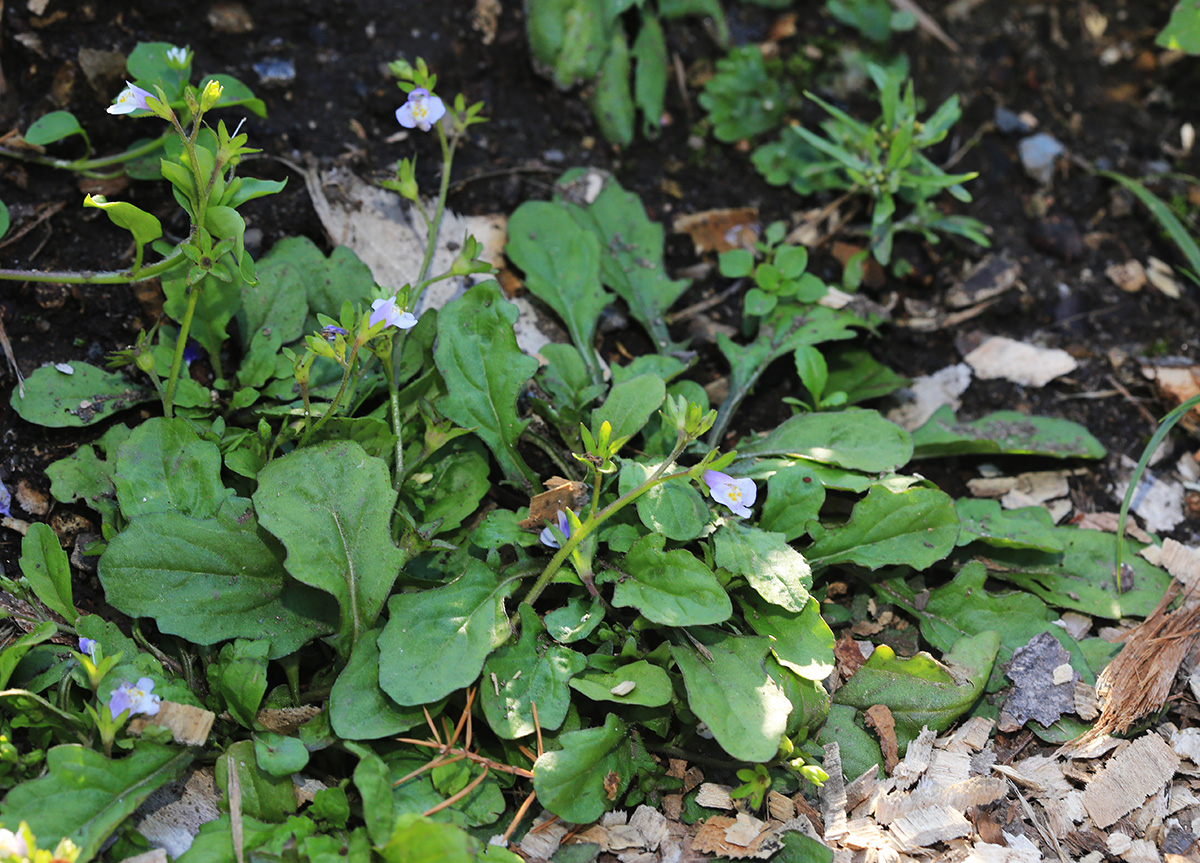 Image of Mazus pumilus specimen.