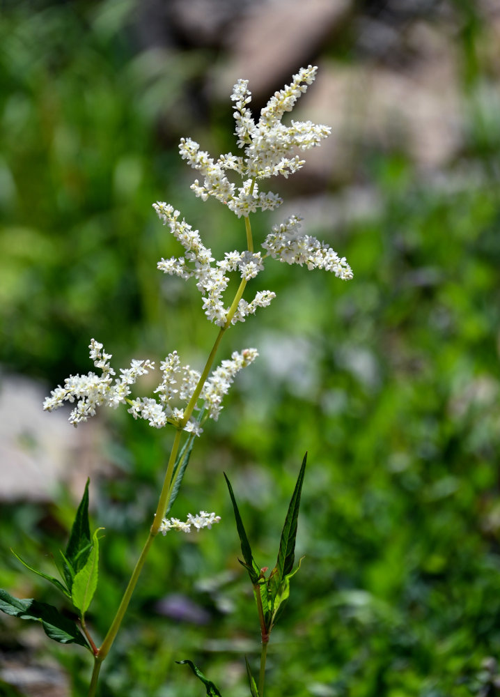 Image of Aconogonon alpinum specimen.