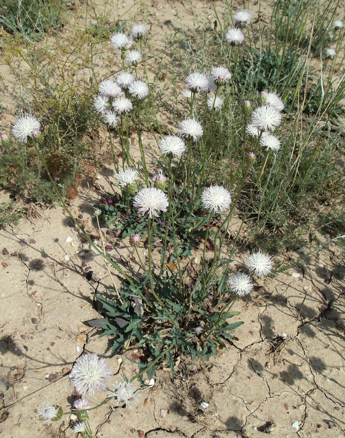 Image of Klasea marginata specimen.