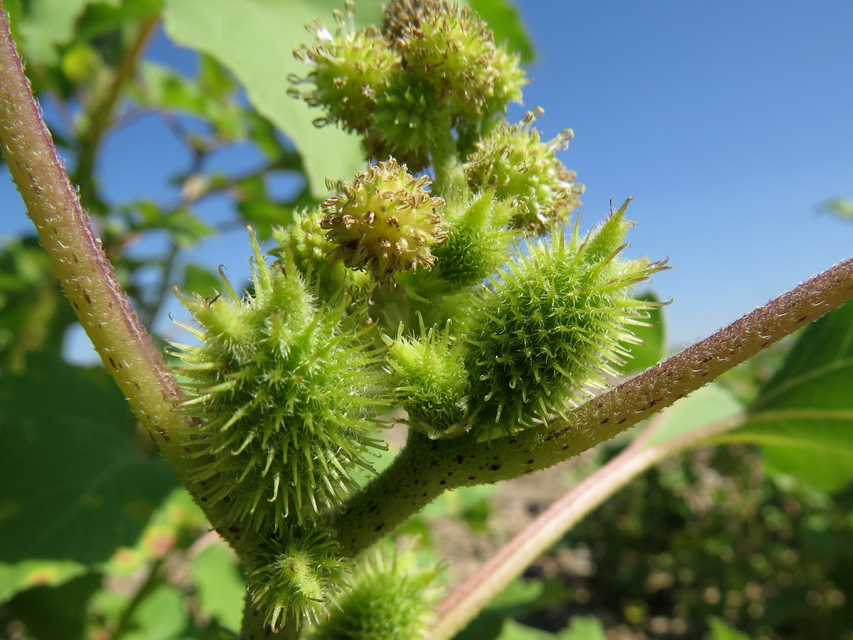 Изображение особи Xanthium orientale.