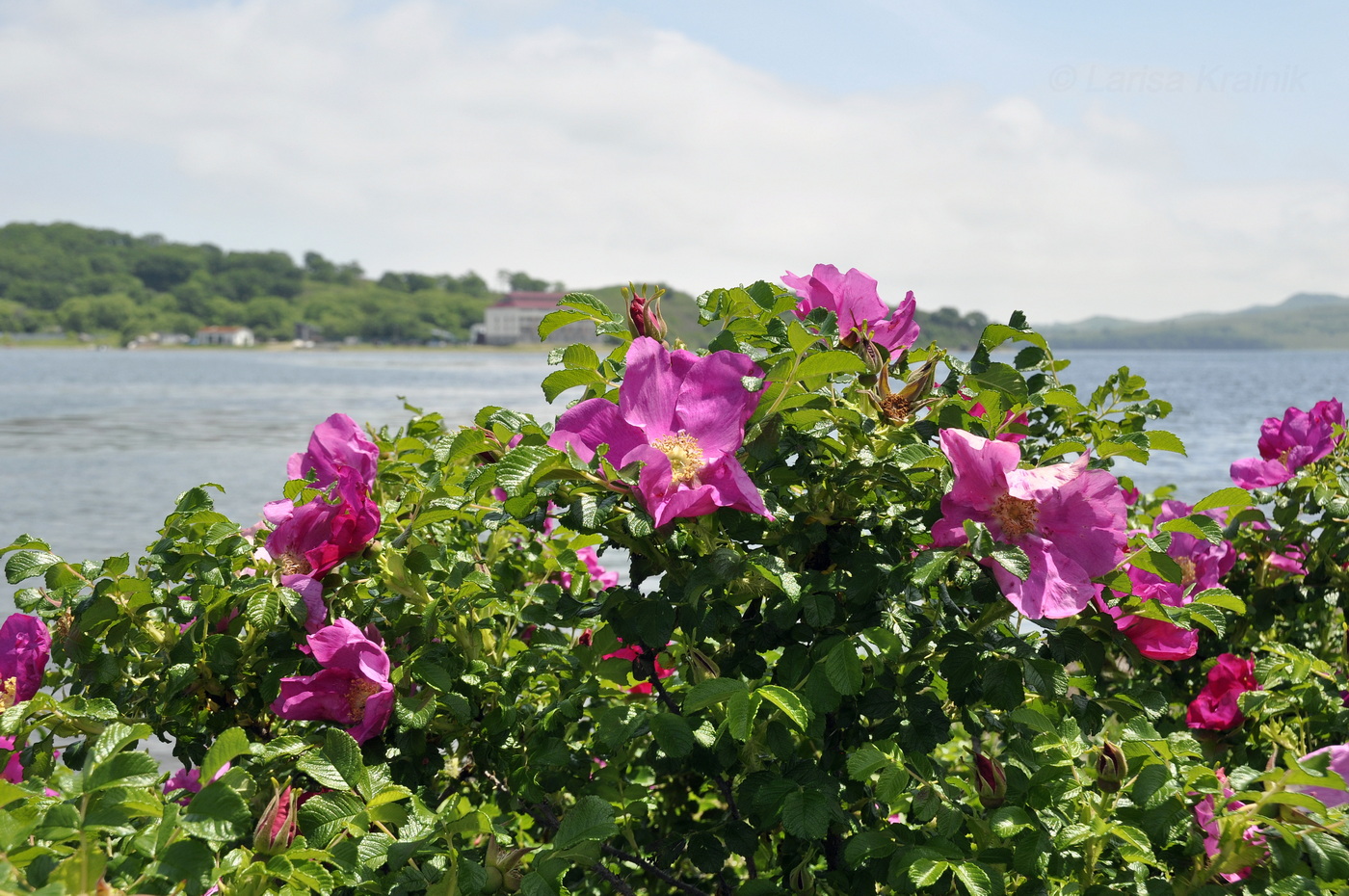 Image of Rosa rugosa specimen.