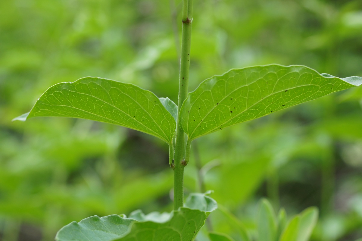 Изображение особи Vincetoxicum albovianum.