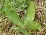 Crepis praemorsa