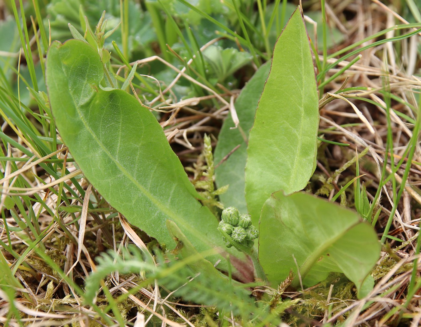 Изображение особи Crepis praemorsa.