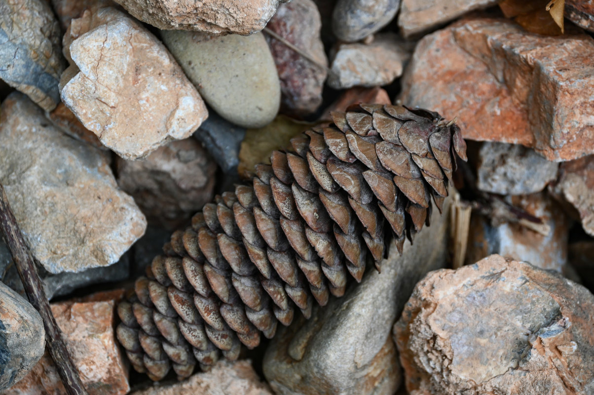 Изображение особи Picea schrenkiana.