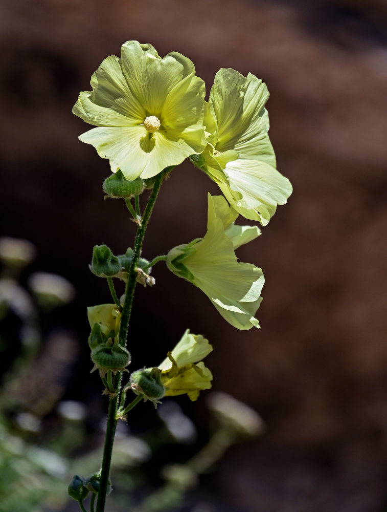 Изображение особи Alcea rugosa.