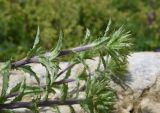 Carlina biebersteinii