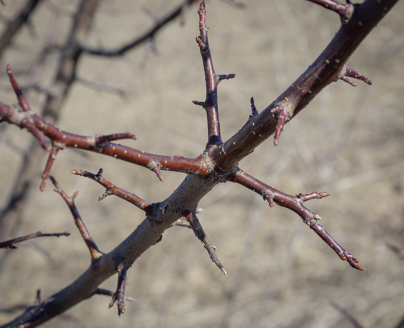 Image of Malus baccata specimen.