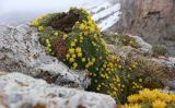 Saxifraga scleropoda. Цветущее растение. Адыгея, Кавказский биосферный заповедник, хр. Каменное Море, выс. ≈ 2000 м н.у.м., в расщелине скалы над обрывом. 01.05.2023.