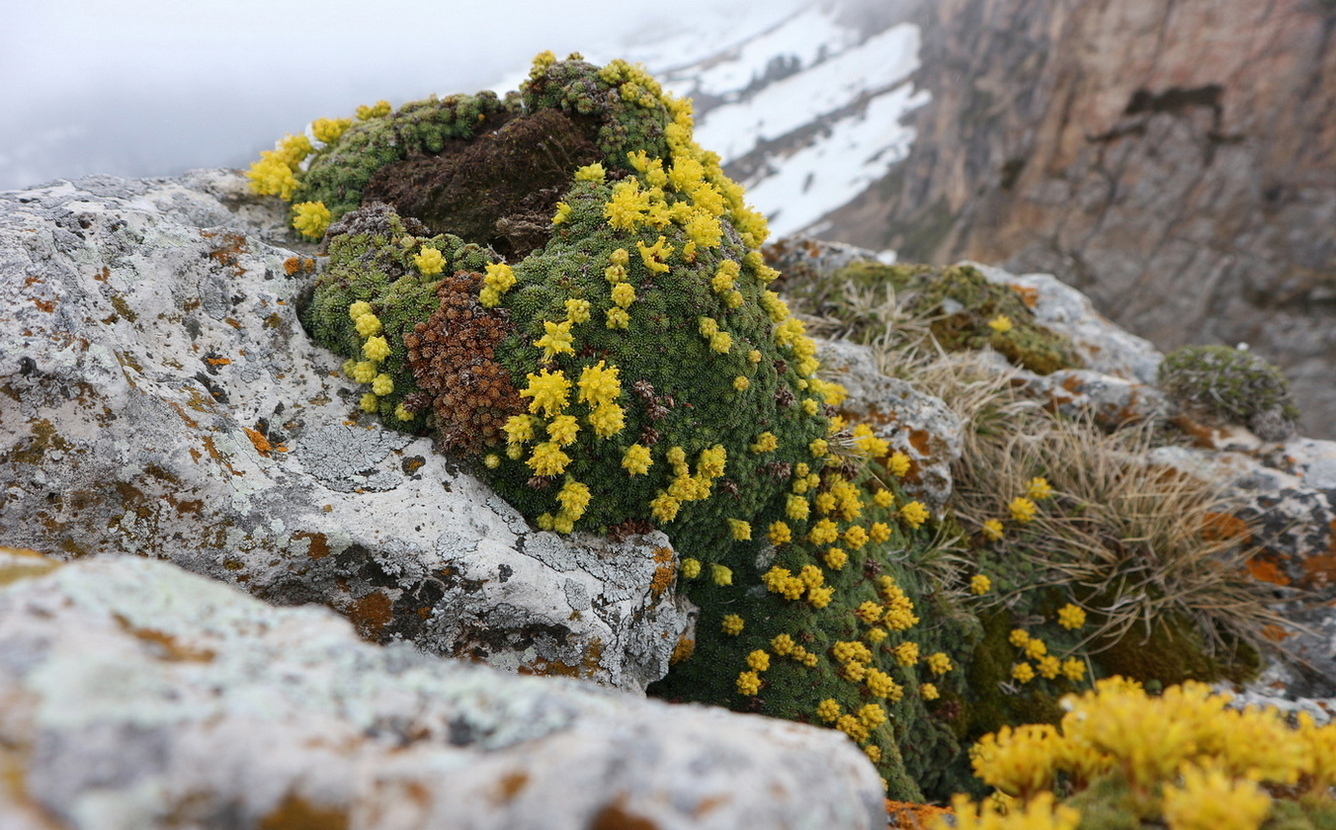 Изображение особи Saxifraga scleropoda.