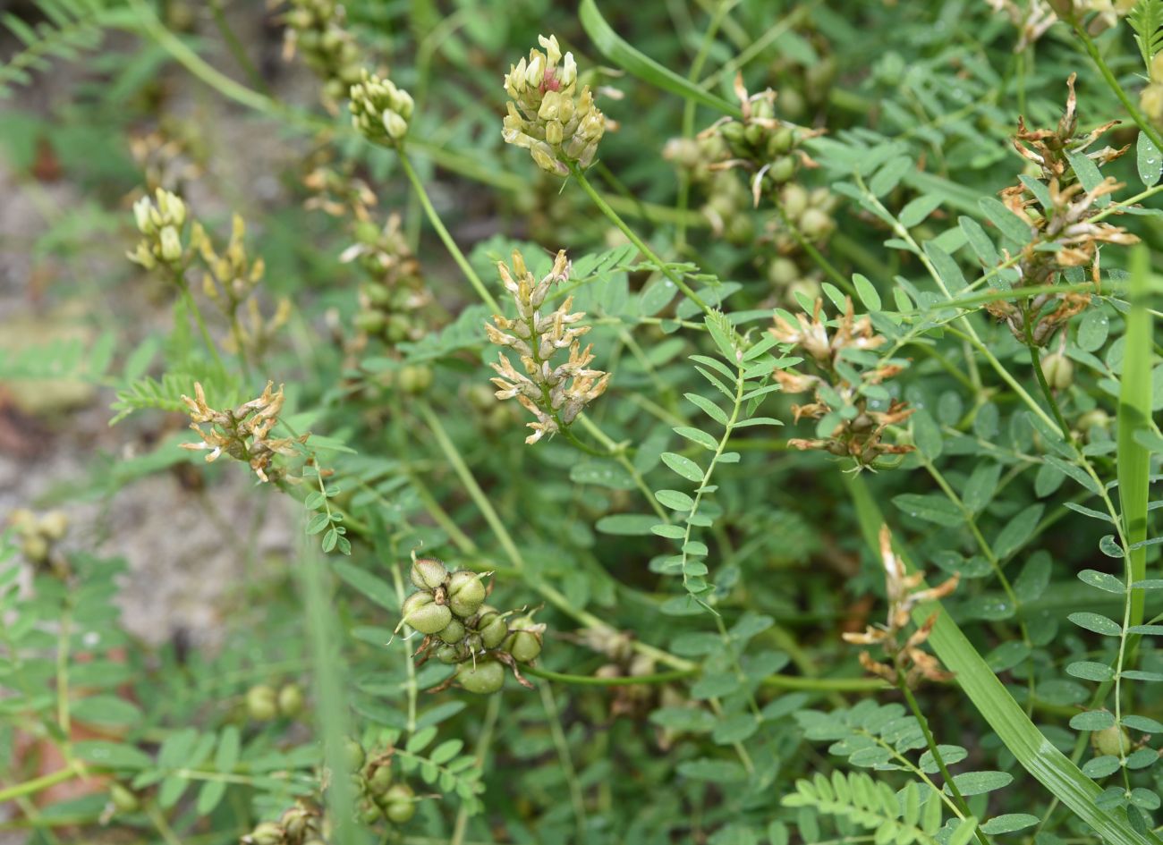 Image of Astragalus cicer specimen.