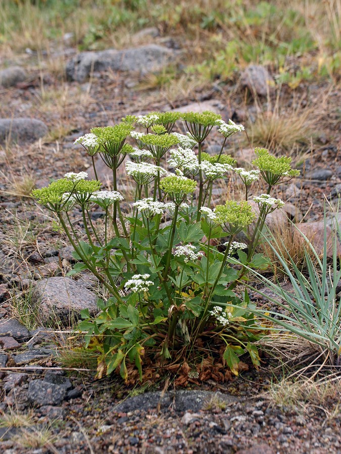 Image of Ligusticum scoticum specimen.
