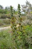 Verbascum bugulifolium