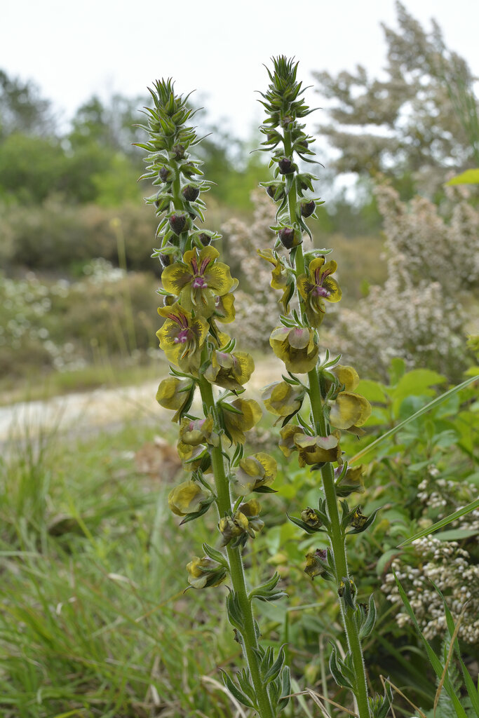 Image of Verbascum bugulifolium specimen.