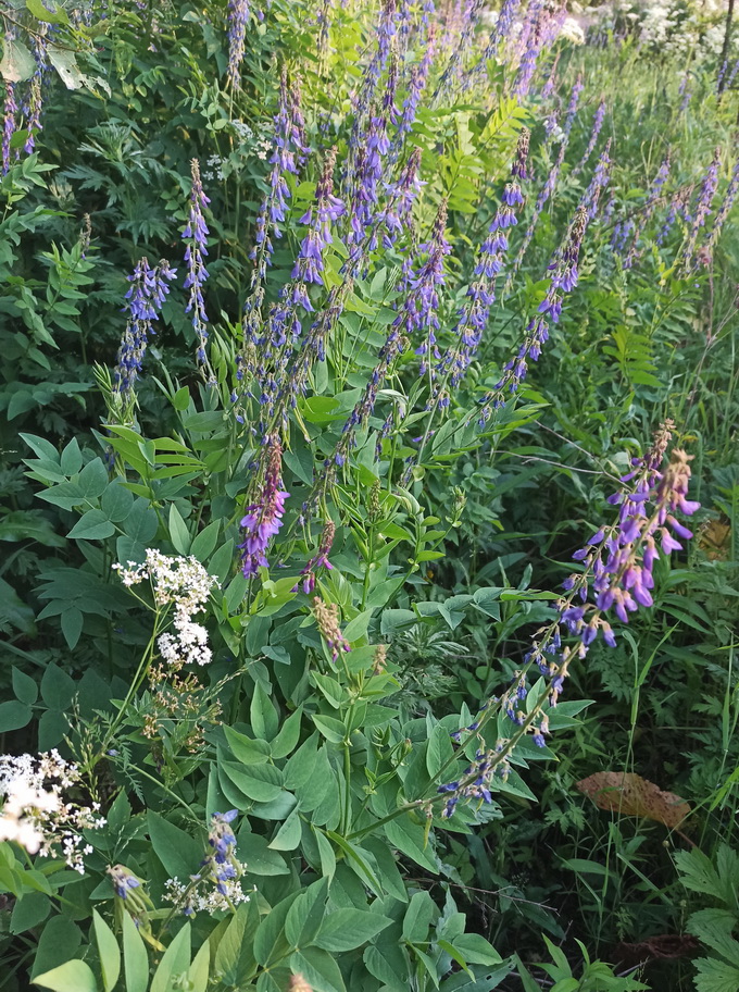 Изображение особи Galega orientalis.