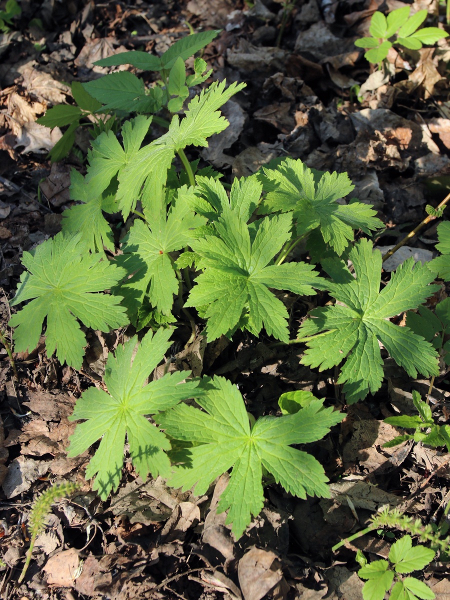 Изображение особи Geranium sylvaticum.