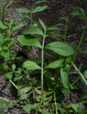 Verbena litoralis. Побег. Чили, обл. Valparaiso, провинция Isla de Pascua, г. Hanga Roa, двор гостиницы. 05.03.2023.