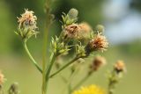 Picris hieracioides