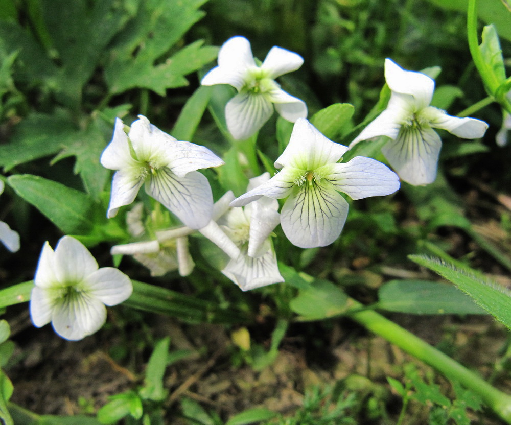 Image of Viola canina specimen.