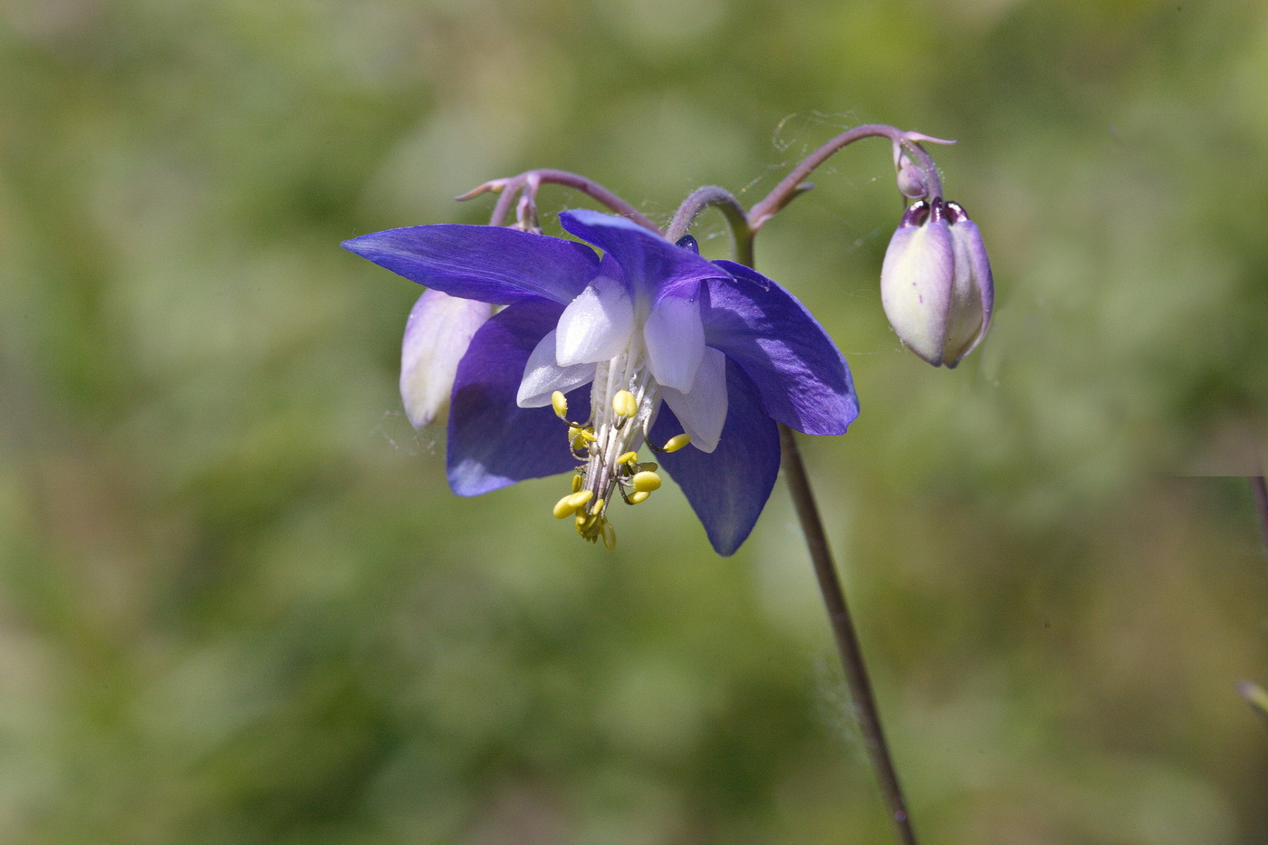 Image of Aquilegia parviflora specimen.