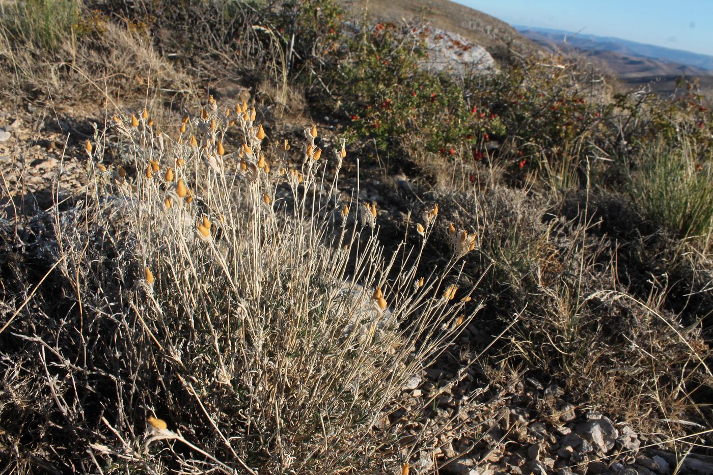 Image of Silene kuschakewiczii specimen.