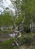 Betula tortuosa