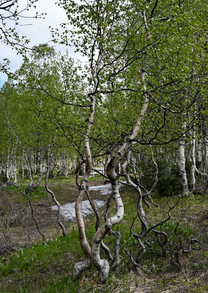 Image of Betula tortuosa specimen.