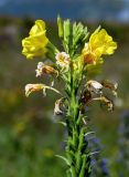 Oenothera biennis. Верхушка побега с соцветием. Чечня, Итум-Калинский р-н, окр. с. Ведучи, ≈ 1500 м н.у.м., луговой склон. 27.07.2022.