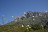 genus Cephalaria