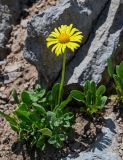 Doronicum oblongifolium. Цветущее растение (рядом видны побеги другого растения). Армения, обл. Арагацотн, гора Арагац, берег оз. Кари, ≈ 3200 м н.у.м., каменистый склон. 20.06.2022.