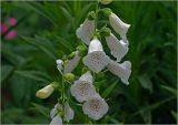 Digitalis purpurea. Часть соцветия (белоцветковая форма). Московская обл., Раменский р-н, окр. дер. Хрипань, садовый участок. 11.07.2023.