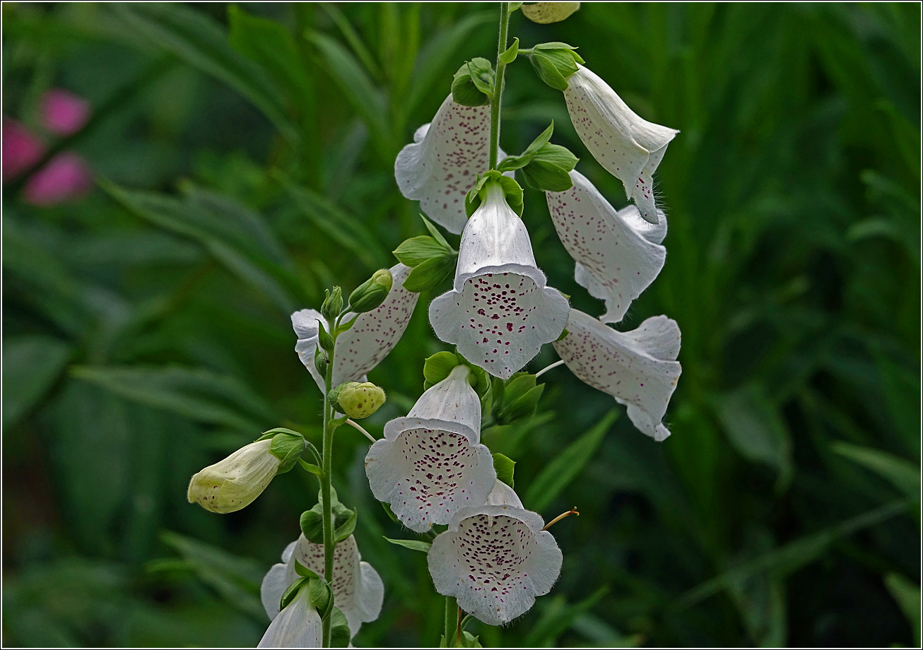 Image of Digitalis purpurea specimen.