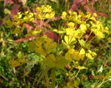 Euphorbia virgata